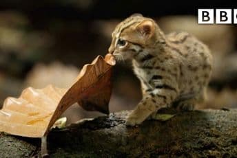 Ovako izgleda najmanja mačka na svijetu Ovako izgleda najmanja mačka na svijetu