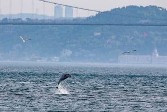 Kada nema ljudi, delfini "kolo vode" (FOTO/VIDEO)