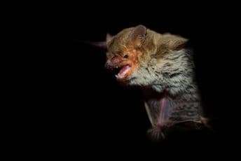 Stručnjaci otkrili sedam novih koronavirusa u afričkim šišmišima Stručnjaci otkrili sedam novih koronavirusa u afričkim šišmišima