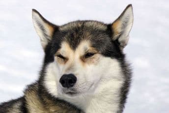 Haski ujeo dijete, odveden u prihvatilište Haski ujeo dijete, odveden u prihvatilište