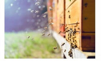 Danas obilježavamo Svjetski dan pčela Danas obilježavamo Svjetski dan pčela