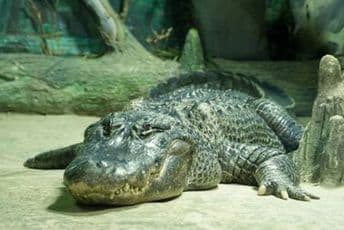 Uginuo “Hitlerov“ aligator  u zoološkom vrtu u Moskvi