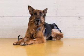 Ukrajinske vlasti prodaju pse ljudi koji ne mogu platiti dugove, ovčar košta 44 eura Ukrajinske vlasti prodaju pse ljudi koji ne mogu platiti dugove, ovčar košta 44 eura