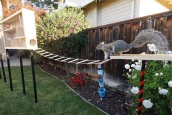 Napravio prepreke vjevericama na putu do hrane pa u čudu gledao kako ih svladavaju Napravio prepreke vjevericama na putu do hrane pa u čudu gledao kako ih svladavaju