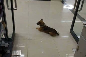 Pas tri mjeseca u bolnici čekao vlasnika koji je umro od koronavirusa Pas tri mjeseca u bolnici čekao vlasnika koji je umro od koronavirusa