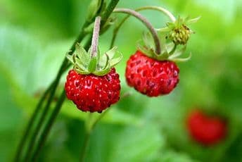 Divlje jagode umiruju nervni sistem Divlje jagode umiruju nervni sistem