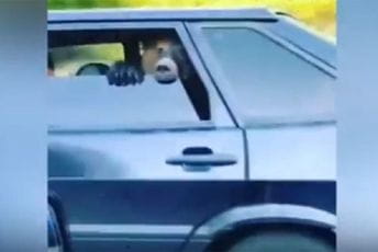VIDEO Medvjed se vozi na zadnjem sjedištu automobila VIDEO Medvjed se vozi na zadnjem sjedištu automobila
