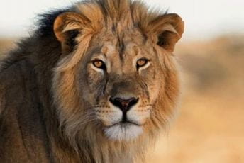 Lavovi nakratko pobjegli iz svog dijela zoološkog vrta u Sidneju Lavovi nakratko pobjegli iz svog dijela zoološkog vrta u Sidneju