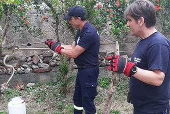 Građani Bara u strahu od zmija Građani Bara u strahu od zmija