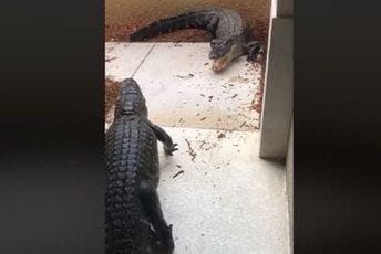 Čula lupanje ispred vrata, šokirala je scena koju je snimila Čula lupanje ispred vrata, šokirala je scena koju je snimila