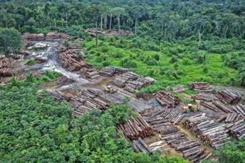 U Amazoniji kriminalna grupa posjekla 9.000 stabala starijih od 100 godina U Amazoniji kriminalna grupa posjekla 9.000 stabala starijih od 100 godina