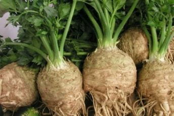 Celer – izvor kalijuma i kalcijuma Celer – izvor kalijuma i kalcijuma