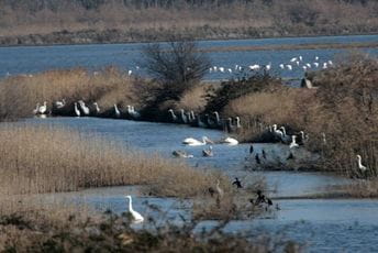 Sjutra performans ispred Ministarstva poljoprivrede: Ne bave se rješavanjem problematike krivolova Sjutra performans ispred Ministarstva poljoprivrede: Ne bave se rješavanjem problematike krivolova