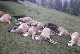 Grom prepolovio stado ovaca u Bijelom Polju Grom prepolovio stado ovaca u Bijelom Polju