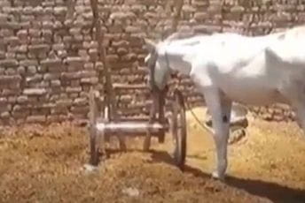 Sud oslobodio magarca uhapšenog zbog ilegalnog kockanja Sud oslobodio magarca uhapšenog zbog ilegalnog kockanja