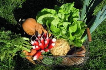 Njive gube utakmicu sa uvoznim hladnjačama Njive gube utakmicu sa uvoznim hladnjačama