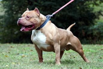 Ove rase pasa ilegalne su u svijetu, evo i zašto (FOTO) Ilustracija - pitbul