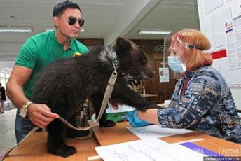 Na glasačko mjesto došao sa mladunčetom medvjeda Na glasačko mjesto došao sa mladunčetom medvjeda