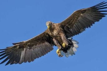 Orao kandžama zgrabio ajkulu iz okeana (VIDEO) Orao kandžama zgrabio ajkulu iz okeana (VIDEO)