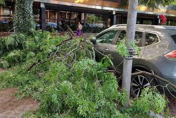 Služba zaštite uklanjala oborena stabla nakon nevremena Služba zaštite uklanjala oborena stabla nakon nevremena