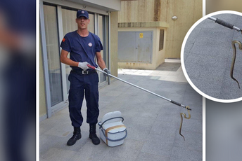 Vatrogasci uklonili zmiju u Zagoriču Vatrogasci uklonili zmiju u Zagoriču