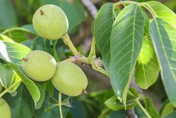 Nepoznati počinioci posjekli 250 stabala oraha Nepoznati počinioci posjekli 250 stabala oraha