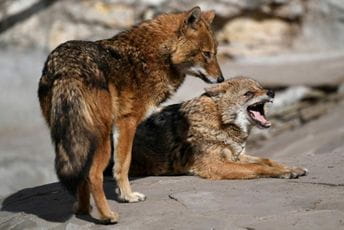 Šakali u čoporu nasrću na stada i lovačke pse Šakali u čoporu nasrću na stada i lovačke pse