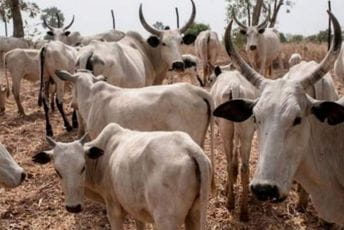 Za svaki vraćen komad oružja daju dvije krave Za svaki vraćen komad oružja daju dvije krave