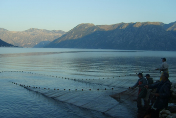 Naučnici Instituta za biologiju mora u saradnji sa ribarima daju impuls razvoju ribarstva u Crnoj Gori Naučnici Instituta za biologiju mora u saradnji sa ribarima daju impuls razvoju ribarstva u Crnoj Gori