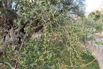 Znanje, iskustvo i nesebičan trud se uvjek isplate, Stara maslina je obilno rodila Znanje, iskustvo i nesebičan trud se uvjek isplate, Stara maslina je obilno rodila