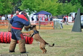 Austrijska vojska obučava pse da otkriju zaražene Ilustracija