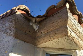 Pčelinjak otkriven nakon što je med počeo da curi po zidovima Ilustracija