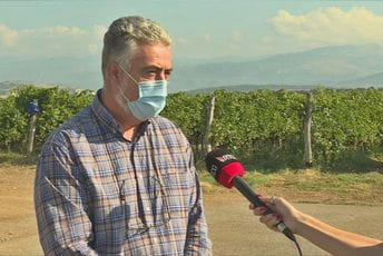 Ne nađu li radnike pojačaće berbu kombajnima Ne nađu li radnike pojačaće berbu kombajnima