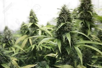 Uzgajao marihuanu po preporuci ljekara Ilustracija