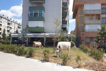 Neko na kafu, neko na ispašu Neko na kafu, neko na ispašu