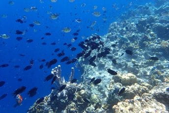 Zabrinjavajući podaci o populacijama migratornih vrsta riba u Evropi Zabrinjavajući podaci o populacijama migratornih vrsta riba u Evropi