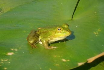 Populacije divljih vrsta od 1970. godine su u prosjeku smanjene za dvije trećine Ilustracija