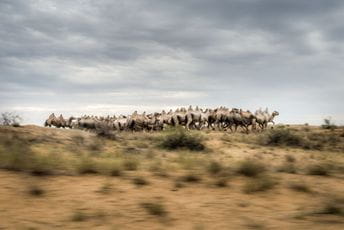 Krdo izazvalo haos: Kuće bez plina i vode jer se životinje trljaju o instalacije. Krdo izazvalo haos: Kuće bez plina i vode jer se životinje trljaju o instalacije.