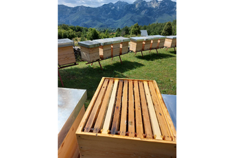 Pravovremena podrška Ministarstva pčelarima u kriznoj situaciji Pravovremena podrška Ministarstva pčelarima u kriznoj situaciji