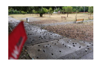 DFC: Vrapci u Podgorici nijesu uginuli zbog 5G mreže Uginuli vrapci