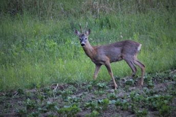 Rožajac spasio srndaća od sigurne smrti Rožajac spasio srndaća od sigurne smrti