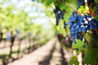 Vinogradari zabrinuti zbog loše prodaje Ilustracija