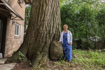 Neizvjestna sudbina viševjekovnog hrasta starijeg od Kanade Neizvjestna sudbina viševjekovnog hrasta starijeg od Kanade