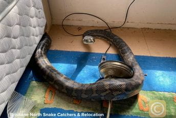 U kuhinji pronašao dva velika pitona koja su propala kroz plafon U kuhinji pronašao dva velika pitona koja su propala kroz plafon