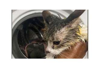 Upalila veš-mašinu, mačak ostao zatvoren u bubnju Upalila veš-mašinu, mačak ostao zatvoren u bubnju