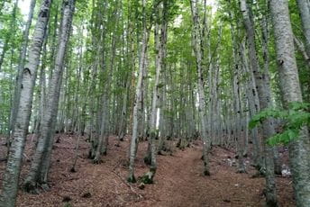 LOVĆENSKI MEDALJONI: Njeno veličanstvo bukova šuma