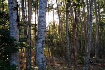 Štete ogromne: Potkornjak napao šume smrče na sjeveru i uslovio sušenje Štete ogromne: Potkornjak napao šume smrče na sjeveru i uslovio sušenje