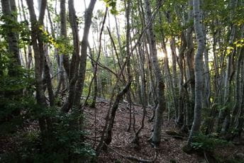 Prijava protiv čuvara šuma: Nesavjesnim radom omogućio bespravnu sječu vrijednu preko 144 hiljade eura Prijava protiv čuvara šuma: Nesavjesnim radom omogućio bespravnu sječu vrijednu preko 144 hiljade eura