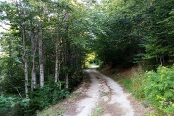 Potreban snažniji rad na unapređenju gazdovanja šumama Potreban snažniji rad na unapređenju gazdovanja šumama