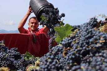 Sezonci iz Srbije i S.Makedonije beru vranac Sezonci iz Srbije i S.Makedonije beru vranac